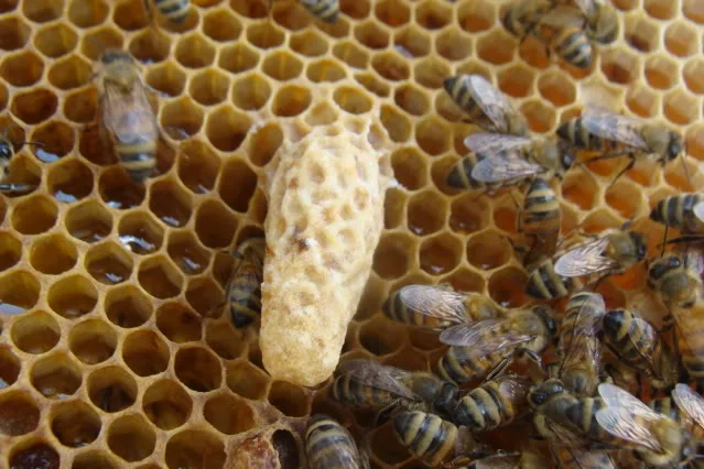 Cellule royale sur un cadre de ruche entourée d’abeilles.