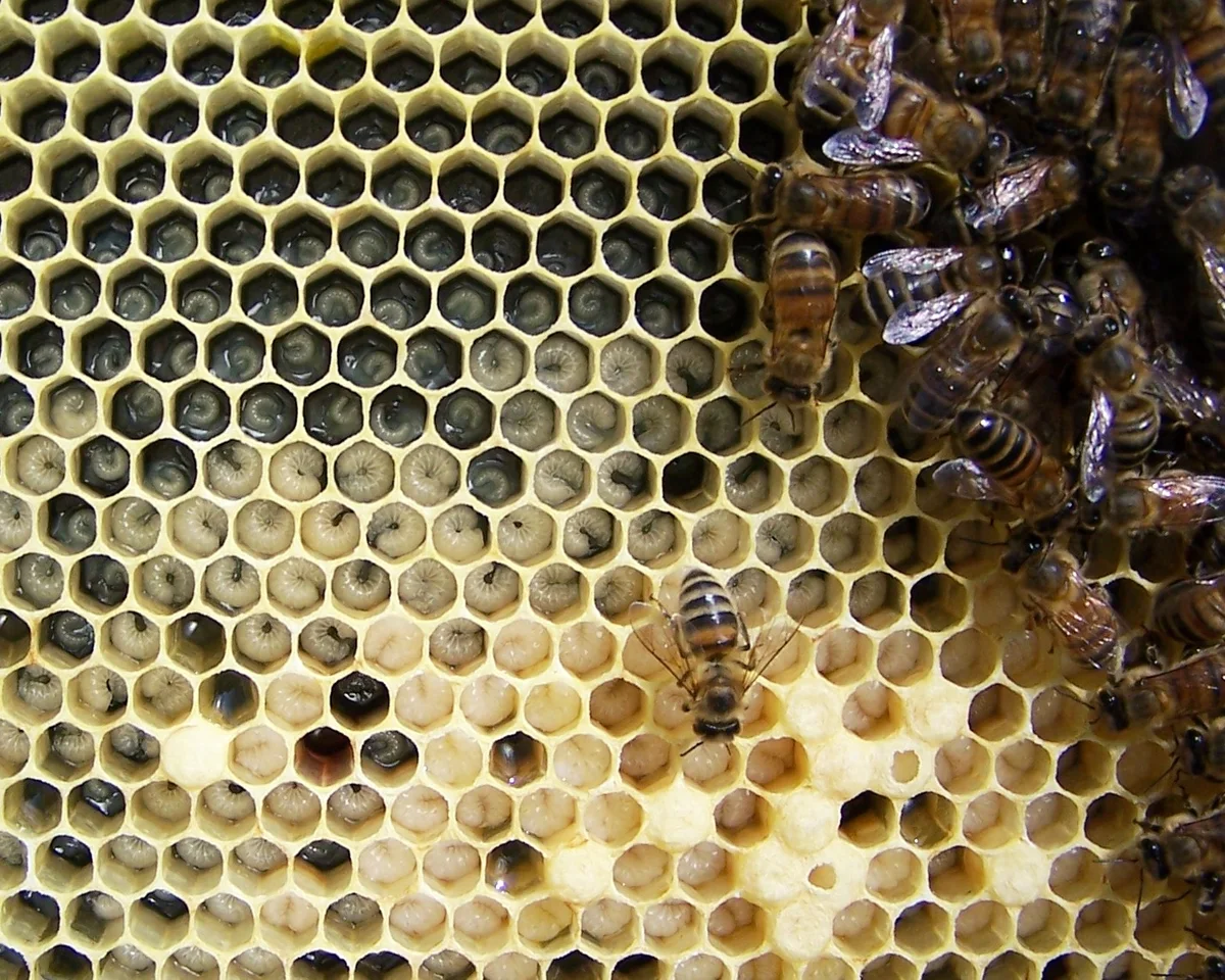 Cadre de ruche montrant des cellules contenant des larves et des abeilles adultes.