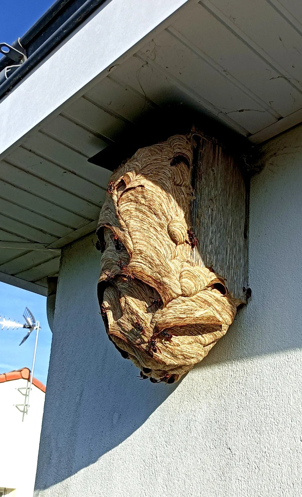 Grand nid de frelons installé sous l’avancée d’un toit d’habitation.